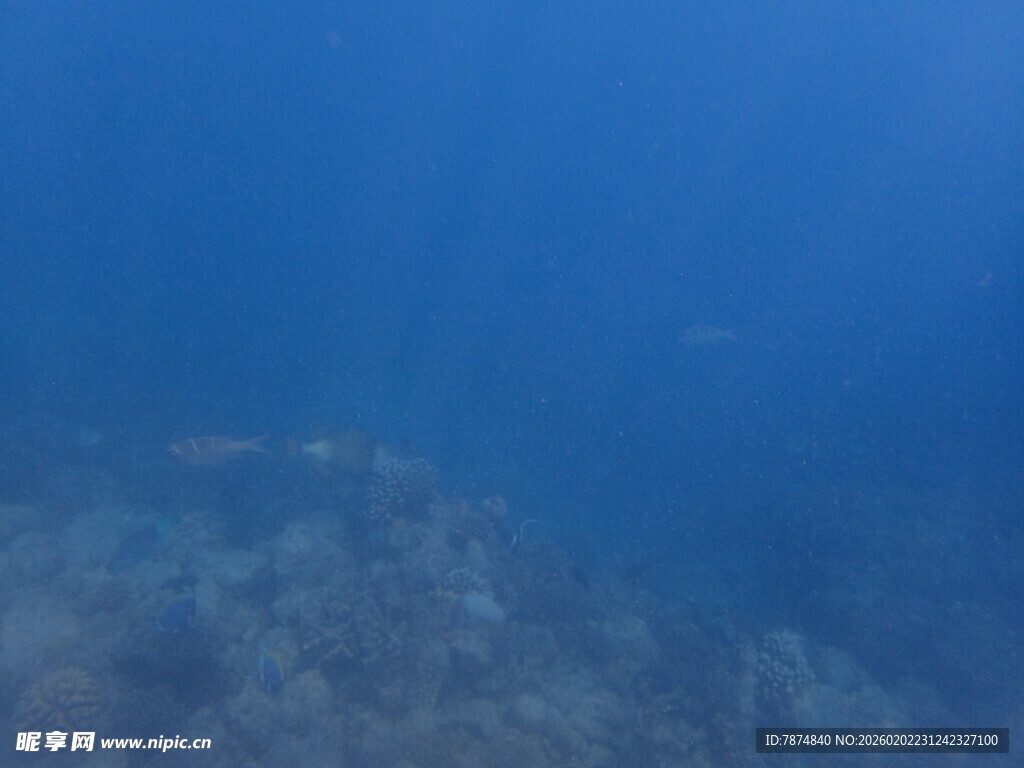马尔代夫海底景象
