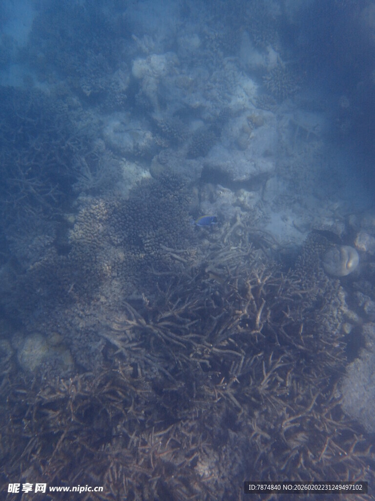 马尔代夫清澈水底的沙石景观