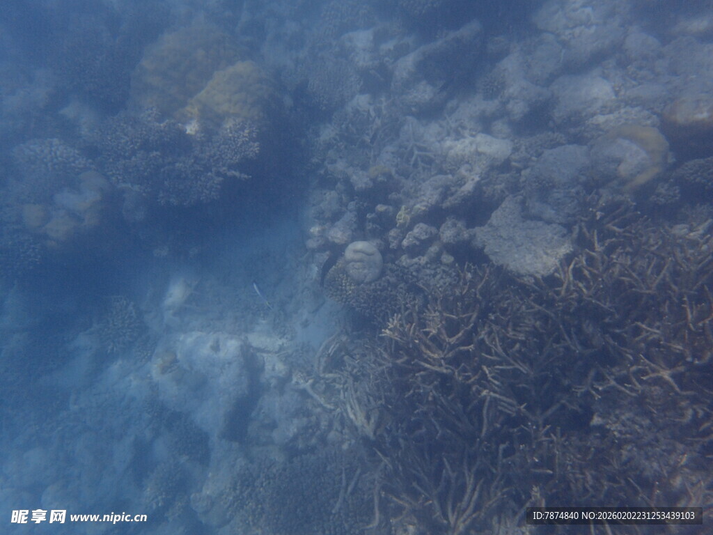 神秘的水下世界