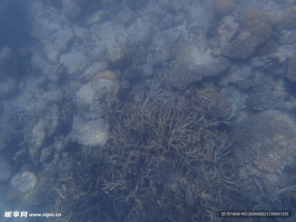 马尔代夫海底珊瑚景观