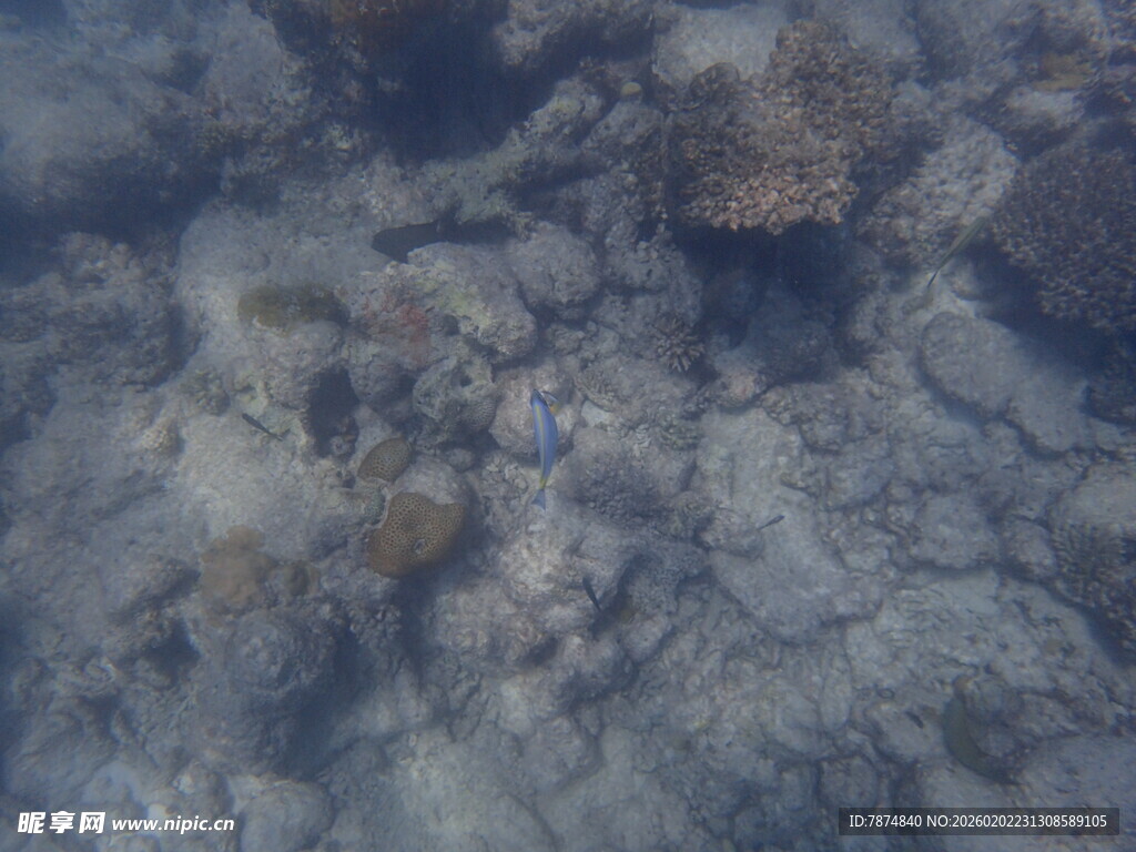 岩石与海洋生物