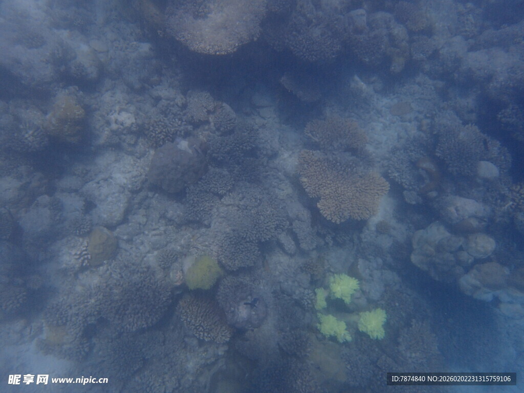 海底珊瑚景观