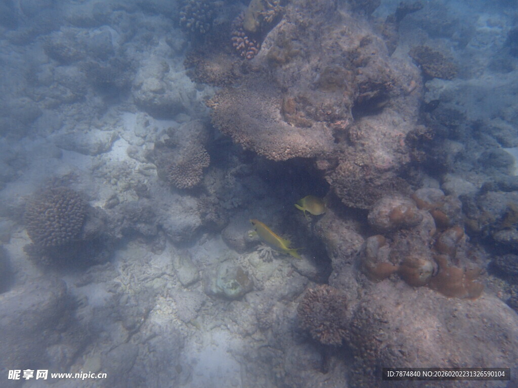 马尔代夫海底珊瑚与游动小鱼