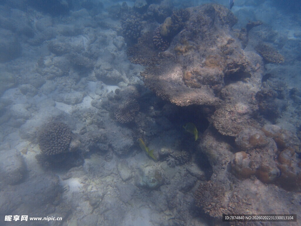 海底珊瑚景观