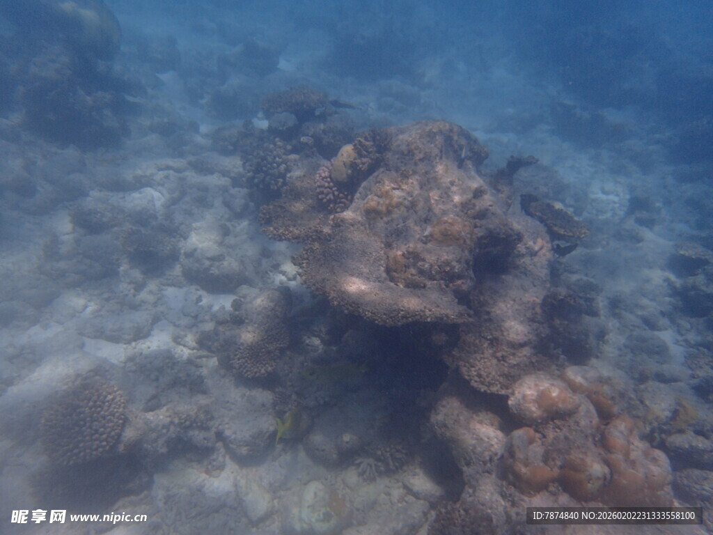 马尔代夫海底礁石景观