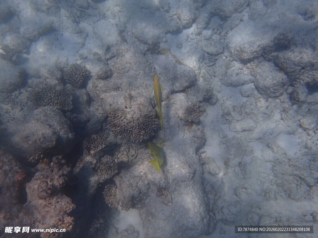 马尔代夫海底景象