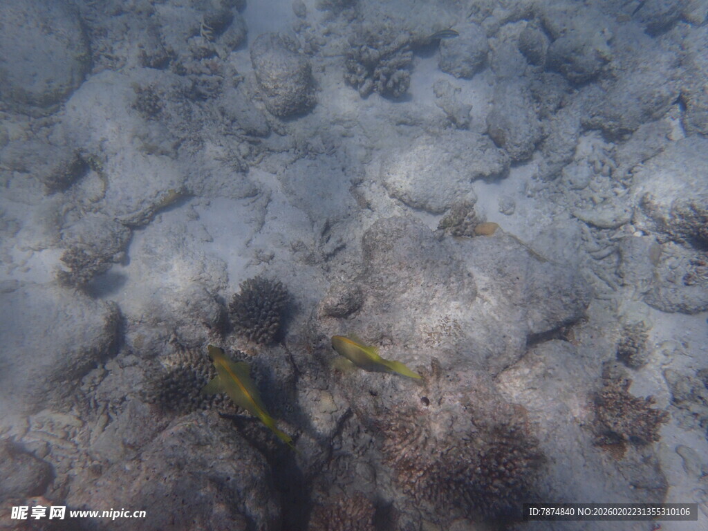 海底景象中的两条小鱼