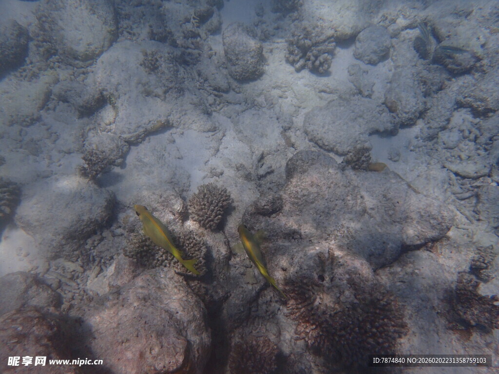 海底景象中的黄色海洋生物