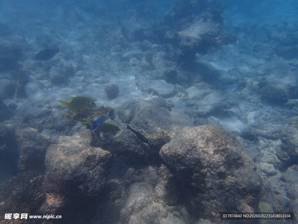 海底礁石景观