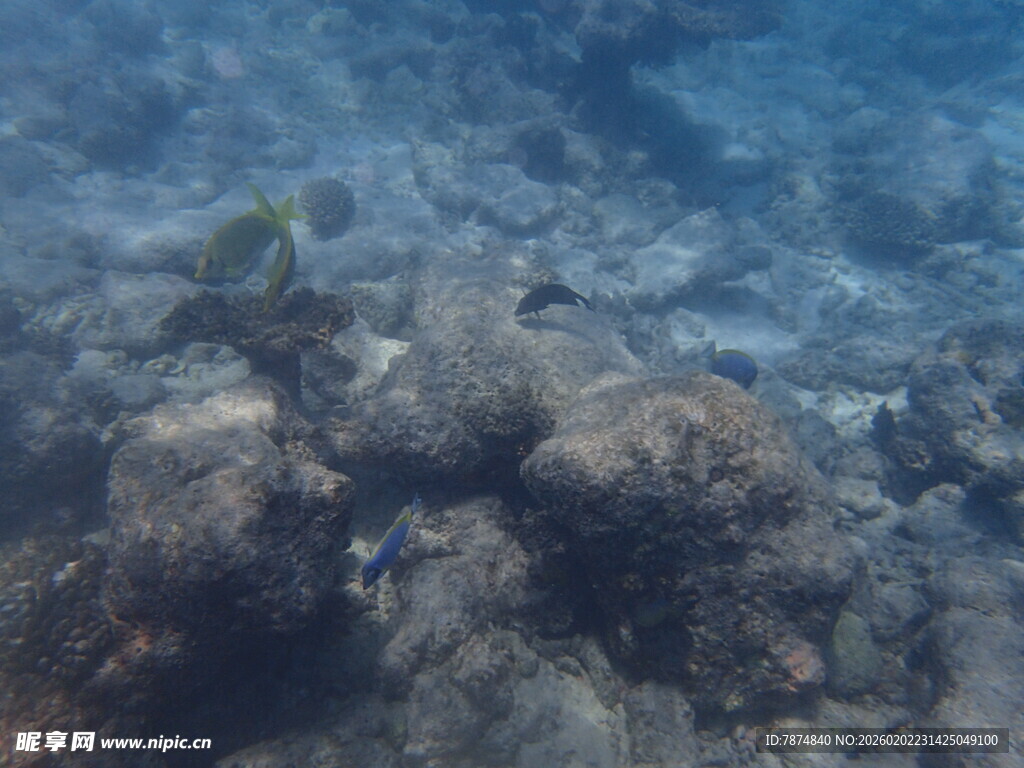 海底珊瑚与游动小鱼