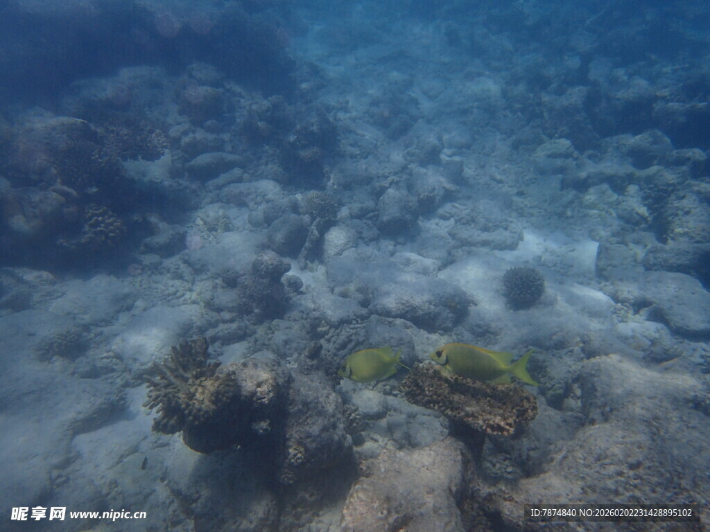 海底珊瑚景观