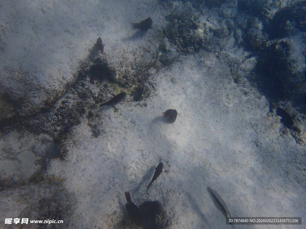 海底景象 神秘生物隐现
