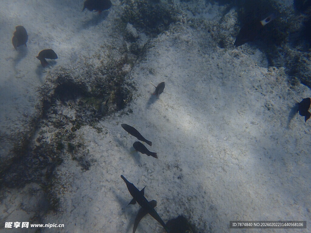 海底游动的小鱼群