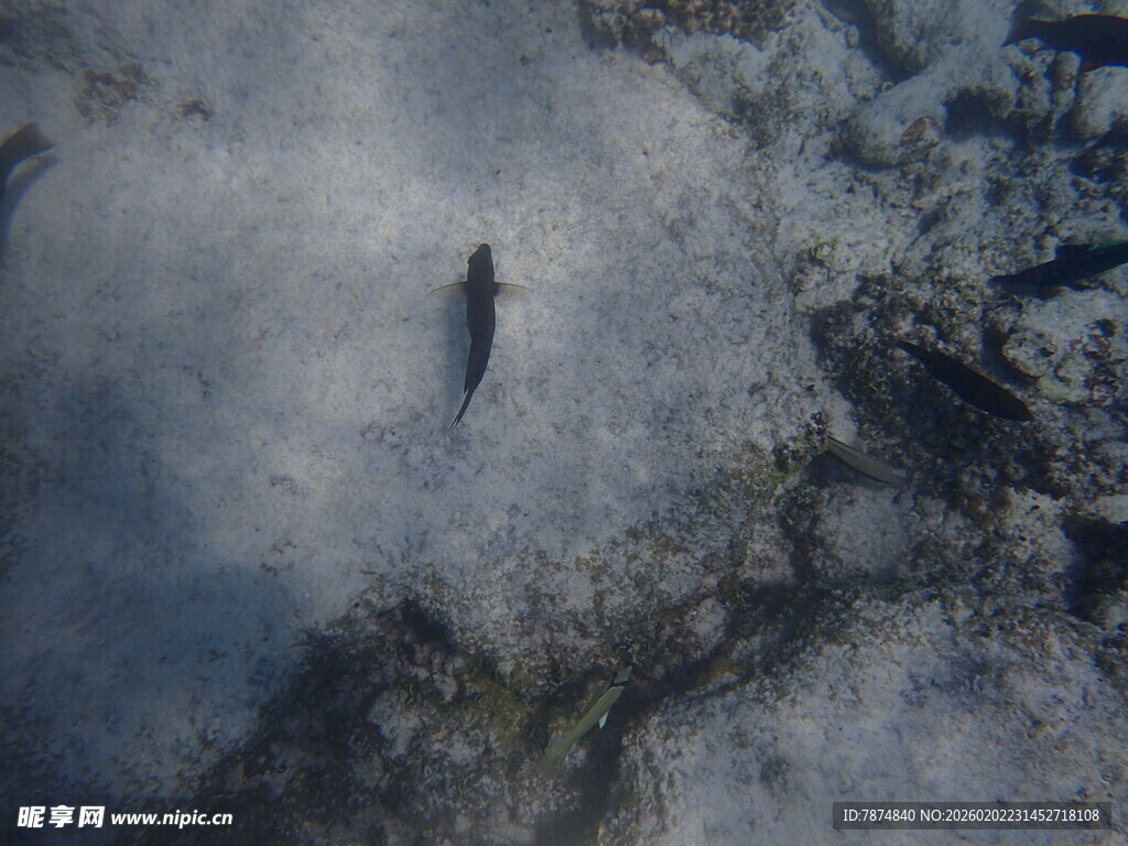 海底小鱼在礁石间游动