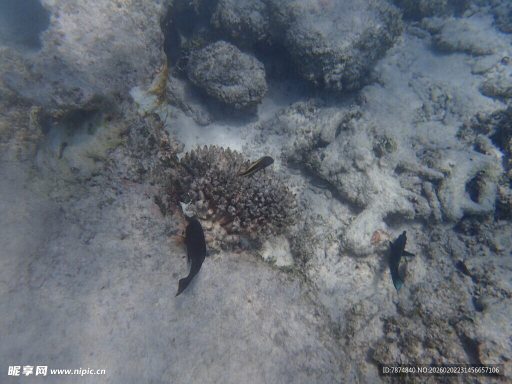 海底游动的小鱼