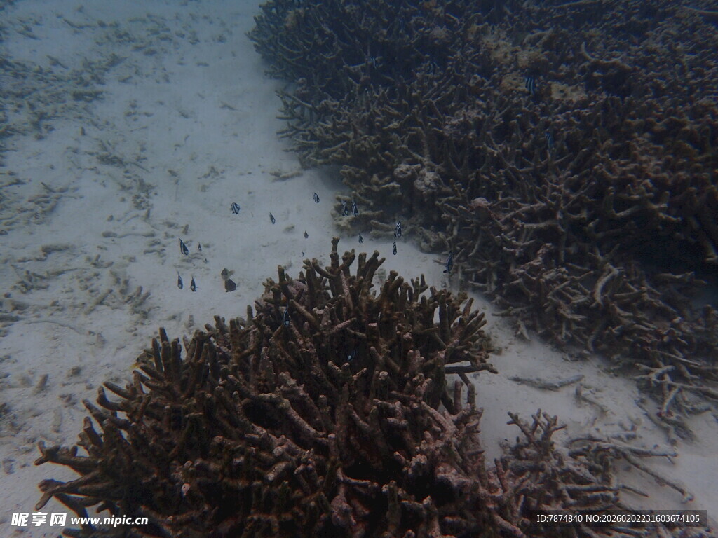 海底珊瑚景观