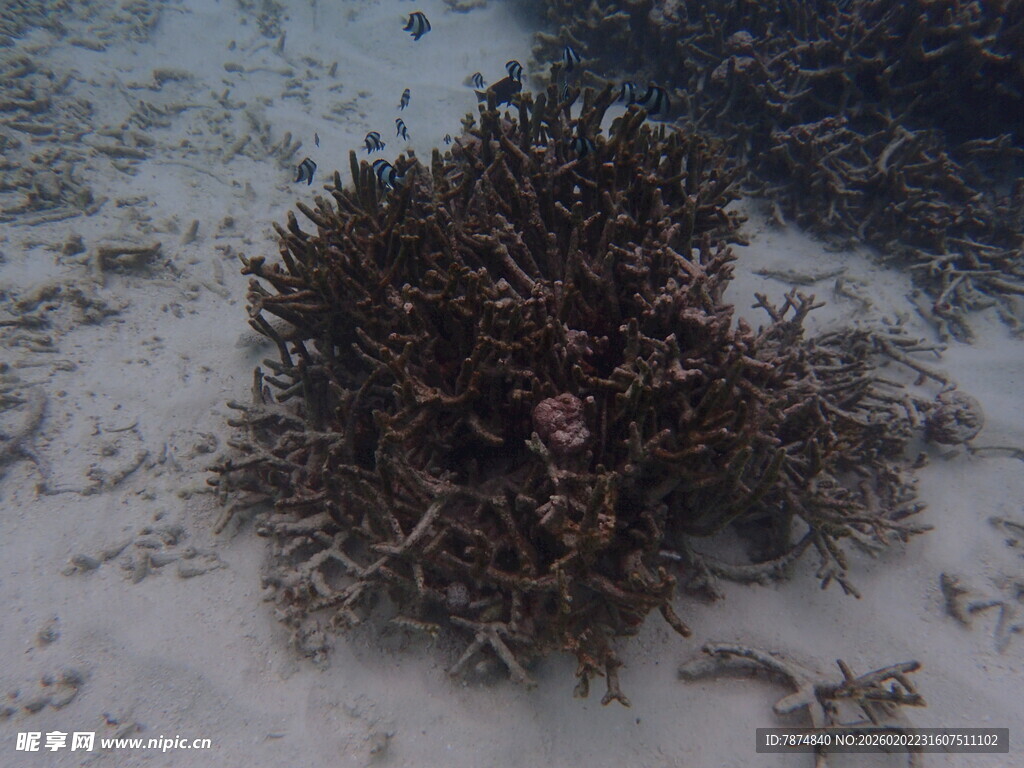 海底的一簇珊瑚