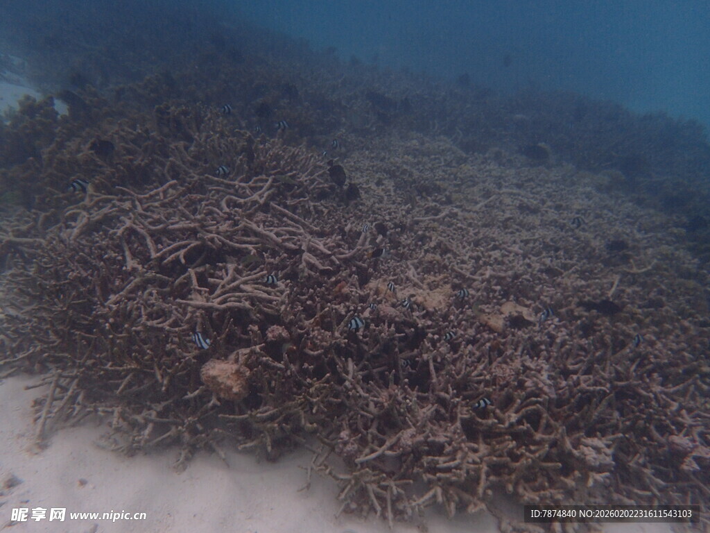 海底珊瑚景观
