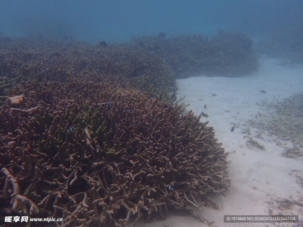 海底珊瑚礁景观