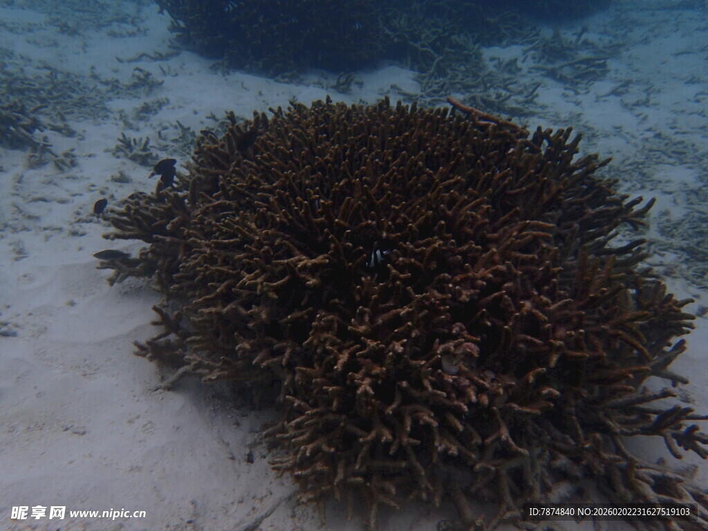 海底珊瑚景观
