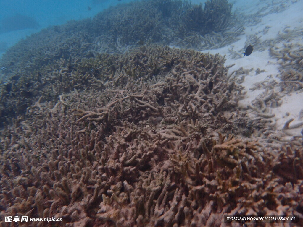 海底繁茂的珊瑚景观
