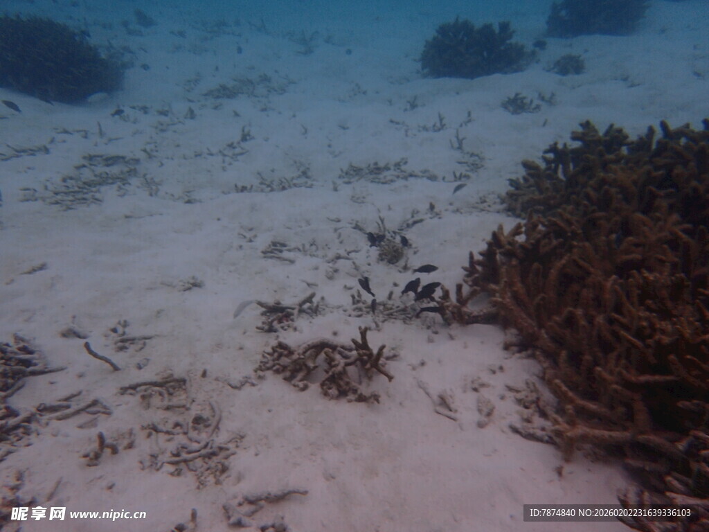 海底沙地上的褐色海草