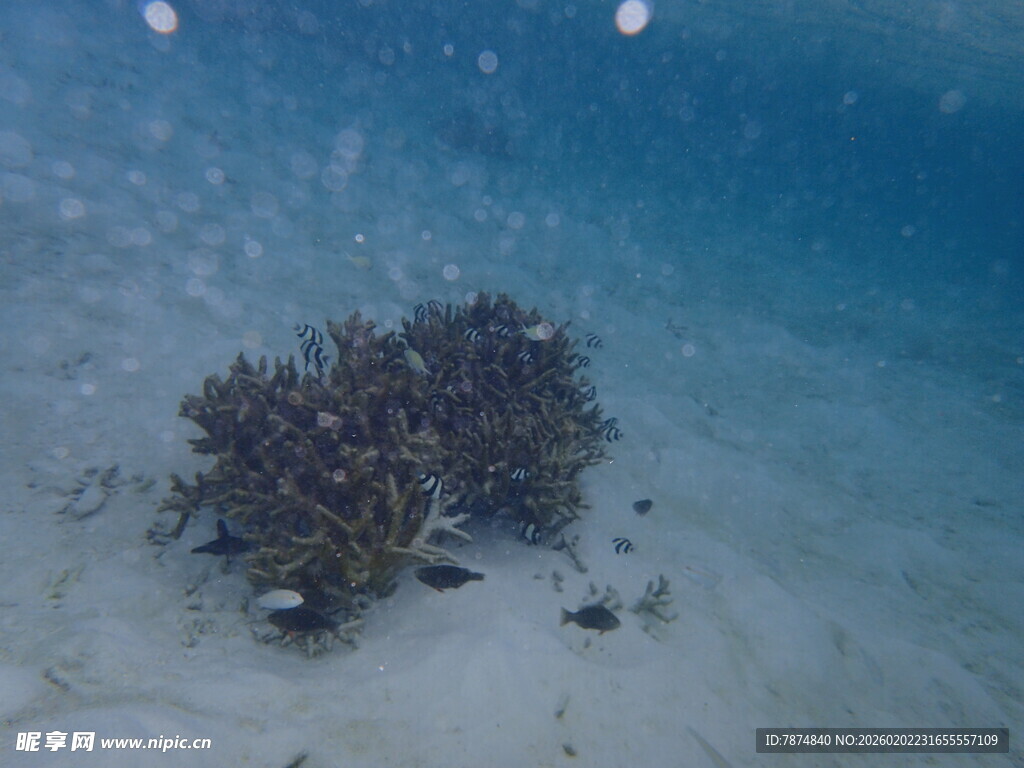 海底珊瑚景观