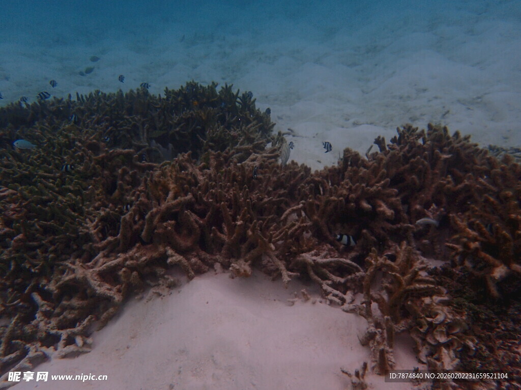海滩上的茂盛海草景观
