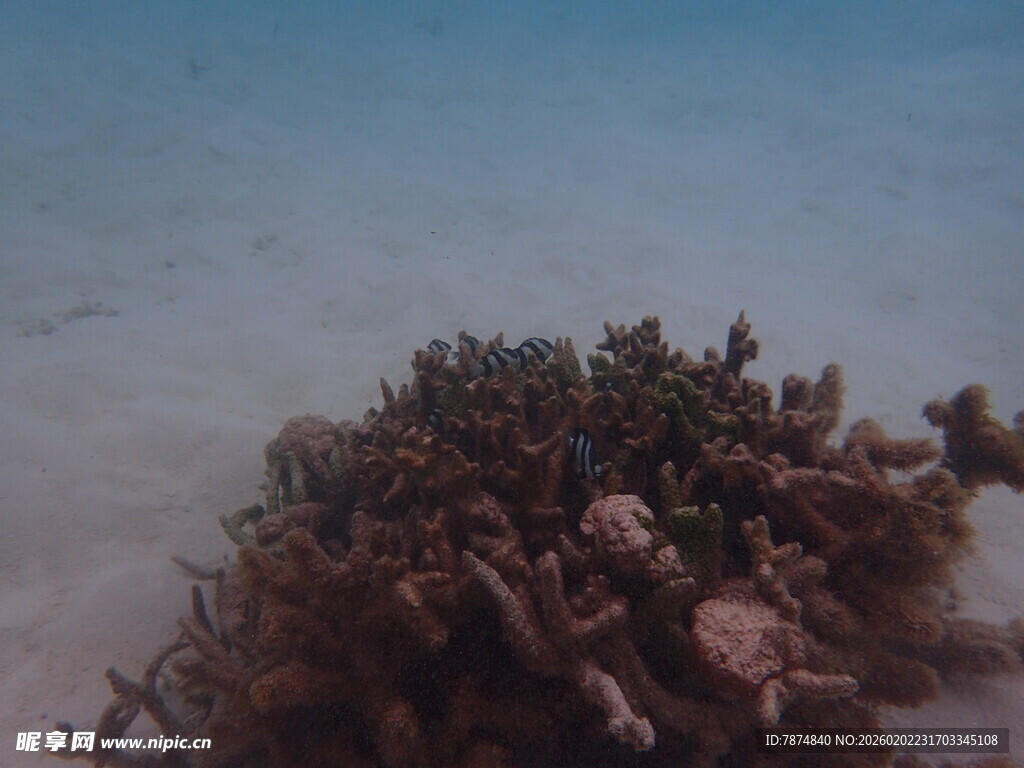 海底珊瑚景观