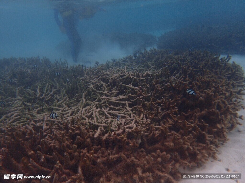 海底珊瑚景观 潜水者身影