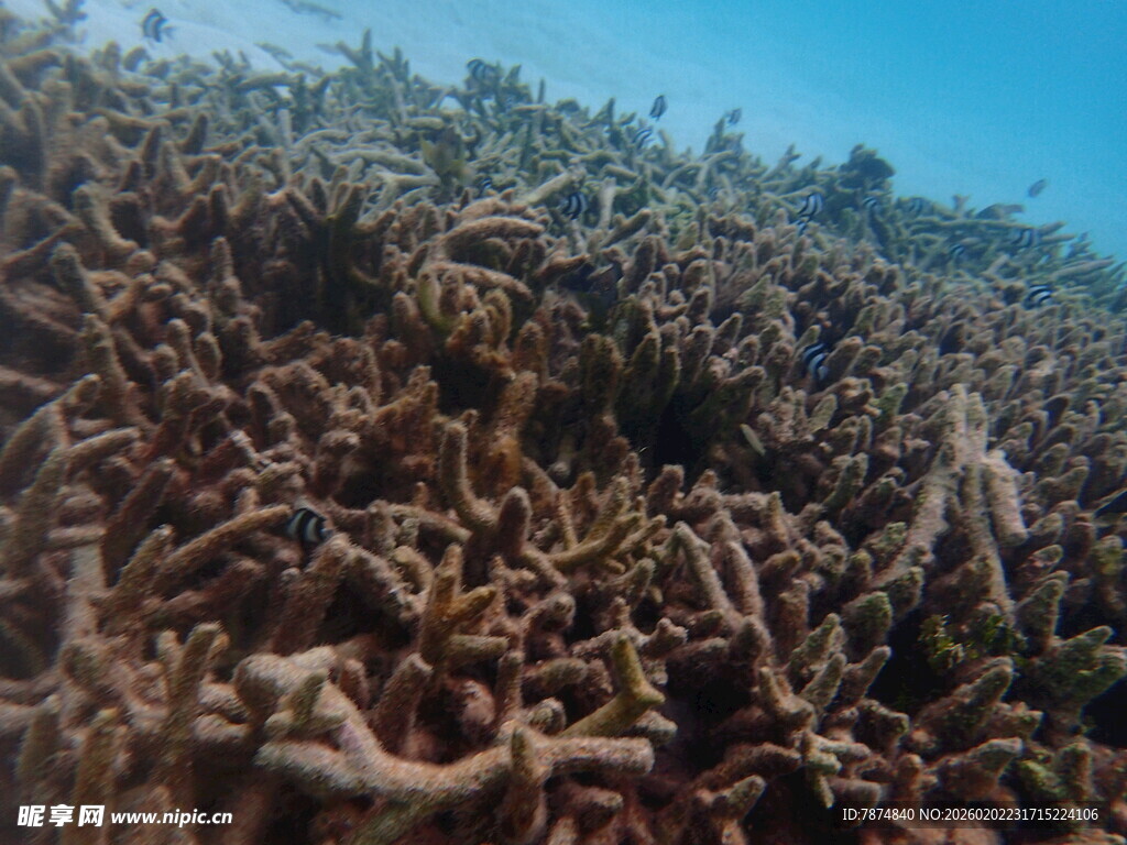 海底壮观的珊瑚礁景观