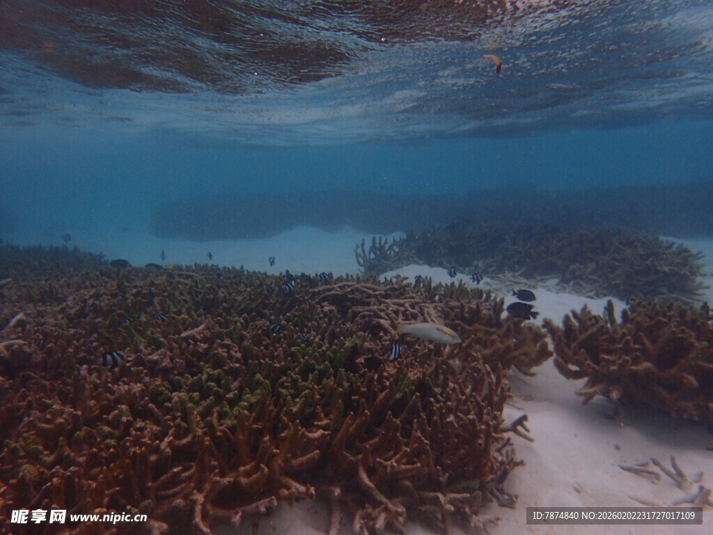 海底繁茂海草景观