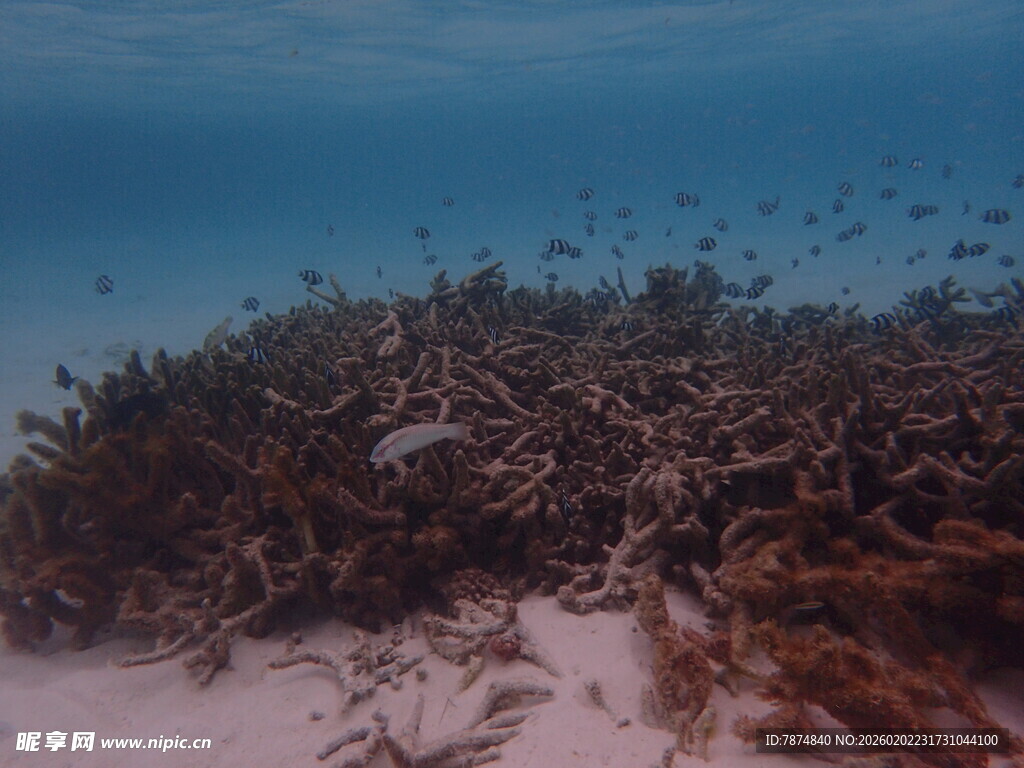 海底珊瑚礁与鱼群景观