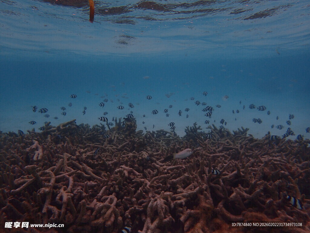 水下珊瑚