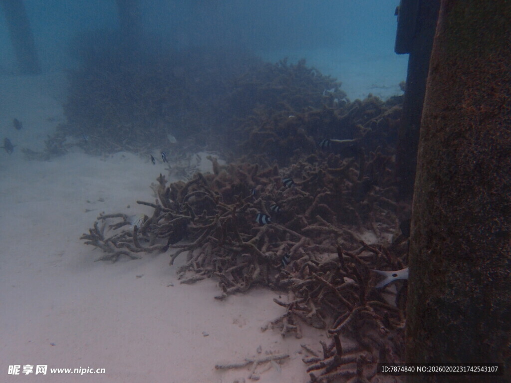海底缠绕的海草与立柱