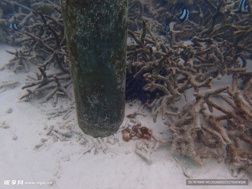 海底树干及缠绕的海草