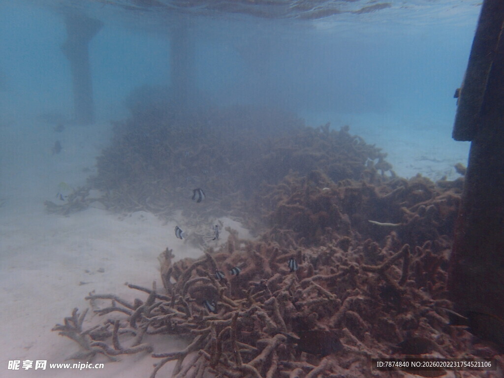 海底的珊瑚残骸景象