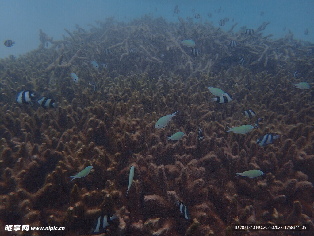 海底珊瑚丛中的多彩小鱼