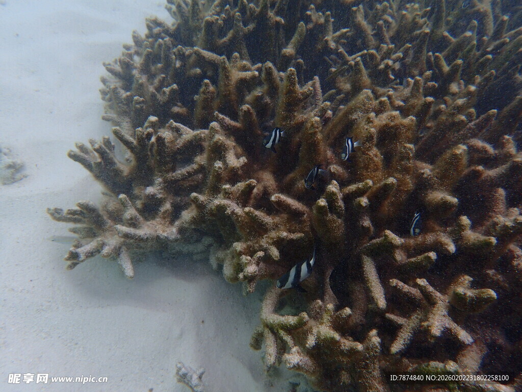 海底珊瑚景观