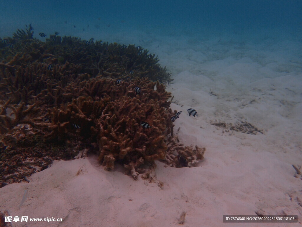 海底珊瑚与白沙景观