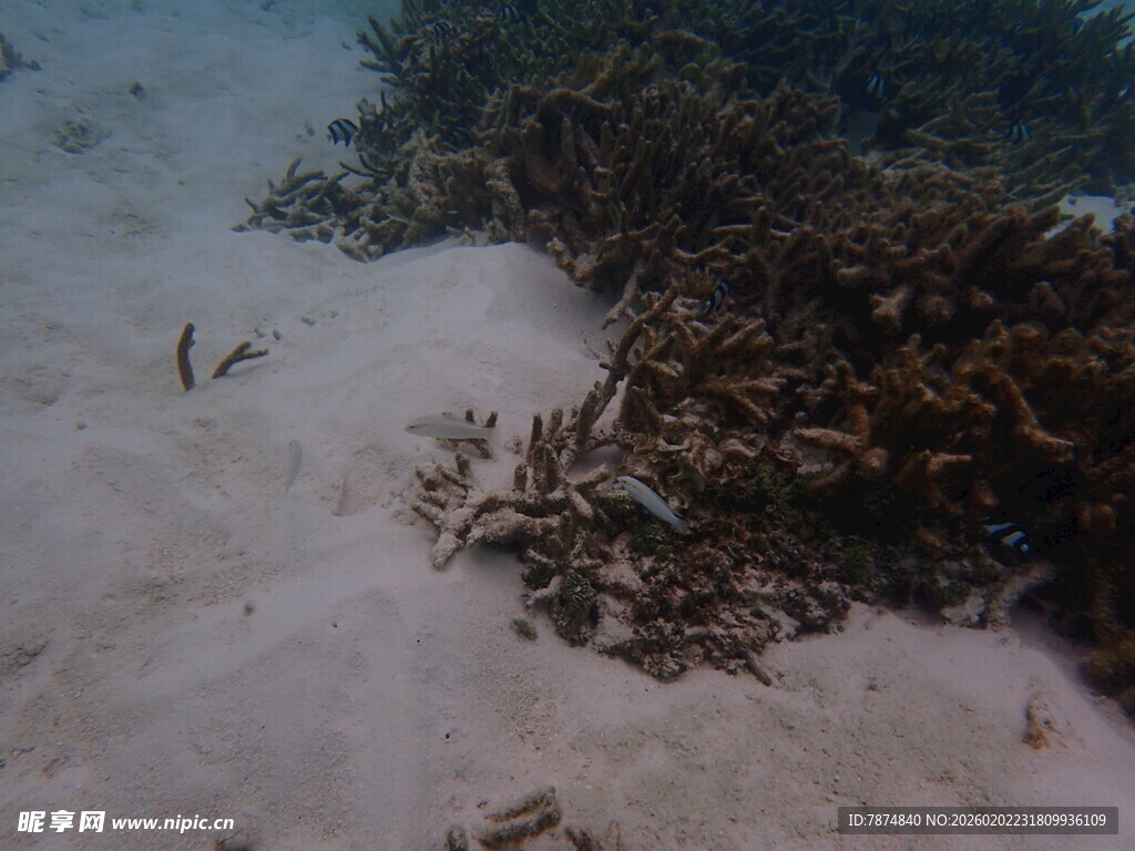 海底珊瑚与游动小鱼