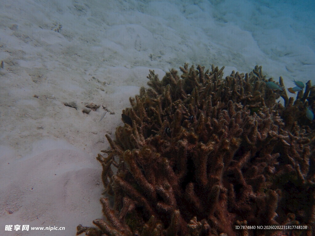 海底珊瑚景观