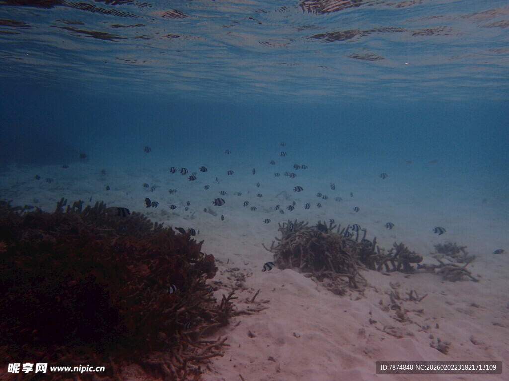 海底珊瑚与游动小鱼景观