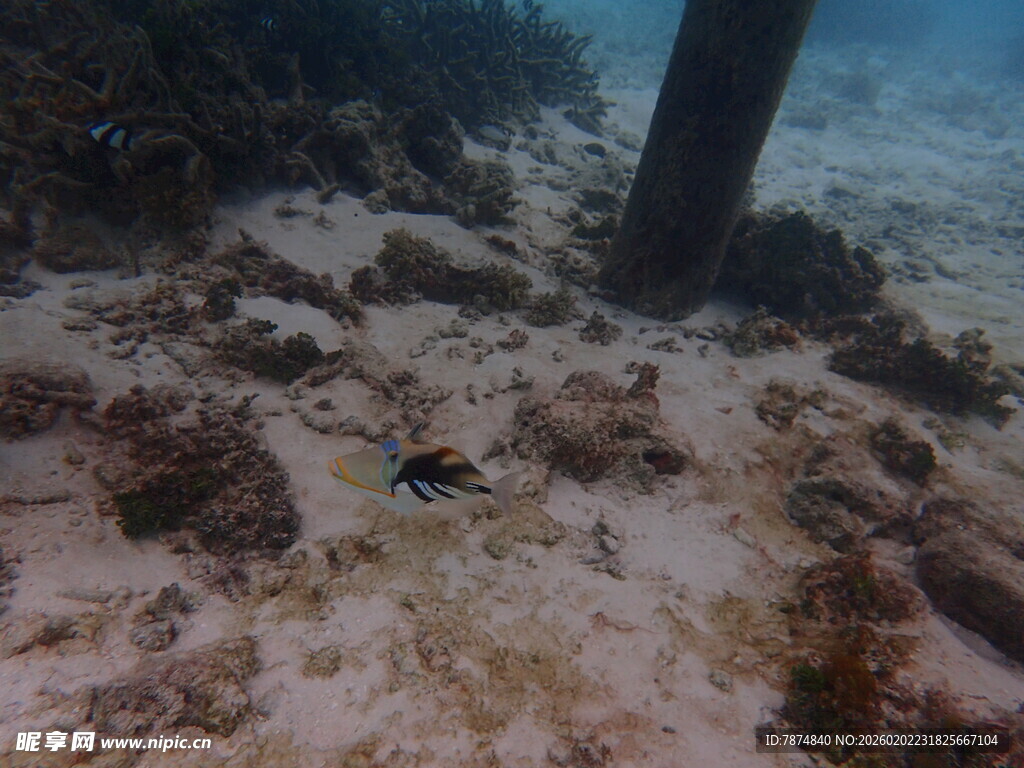 海底景象中的小鱼