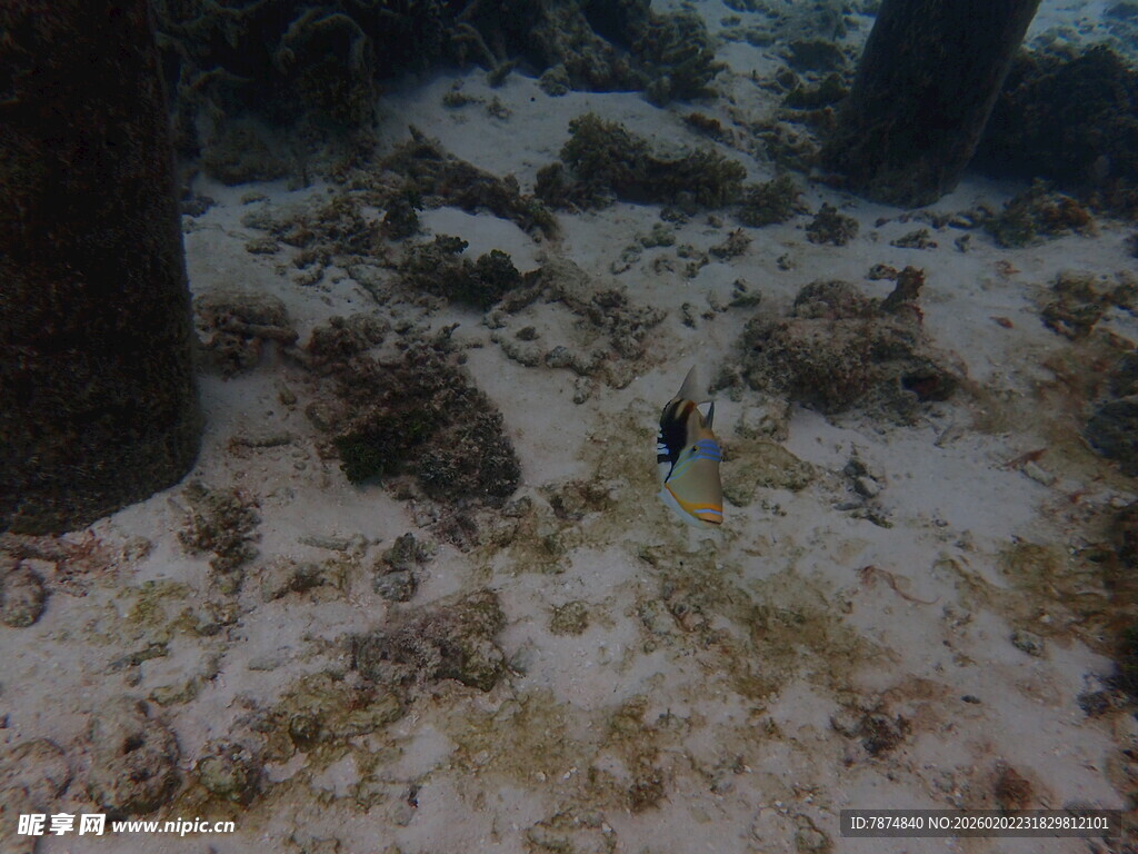 海底景象 沙石与柱状物