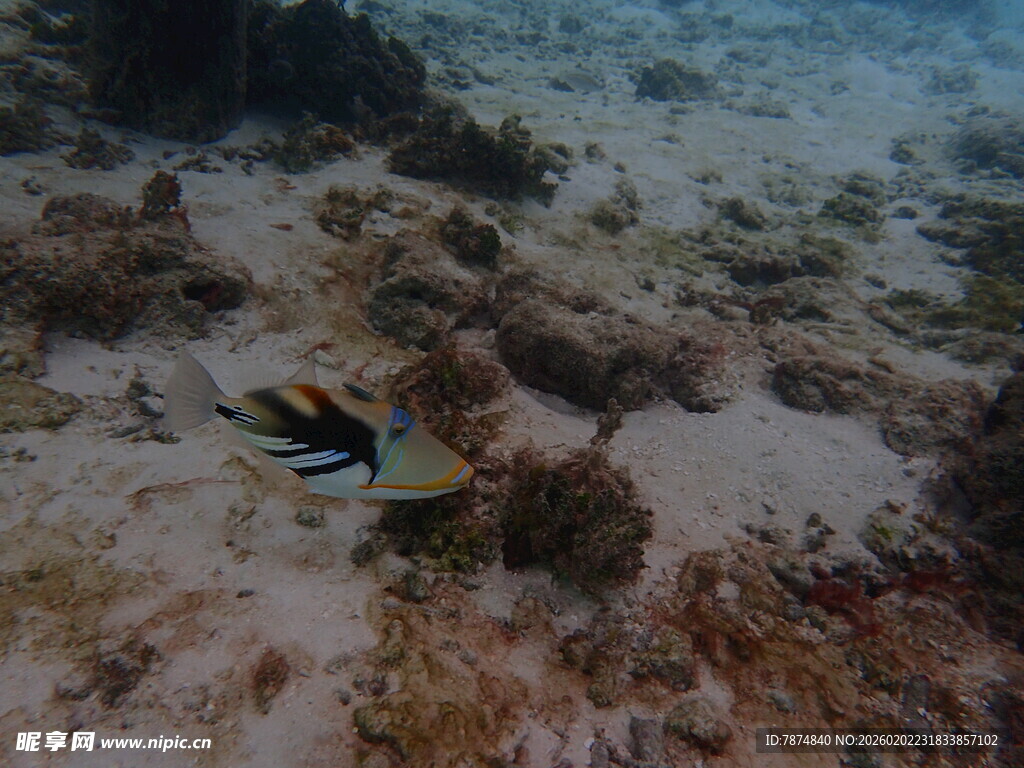 海底游动的多彩条纹小鱼