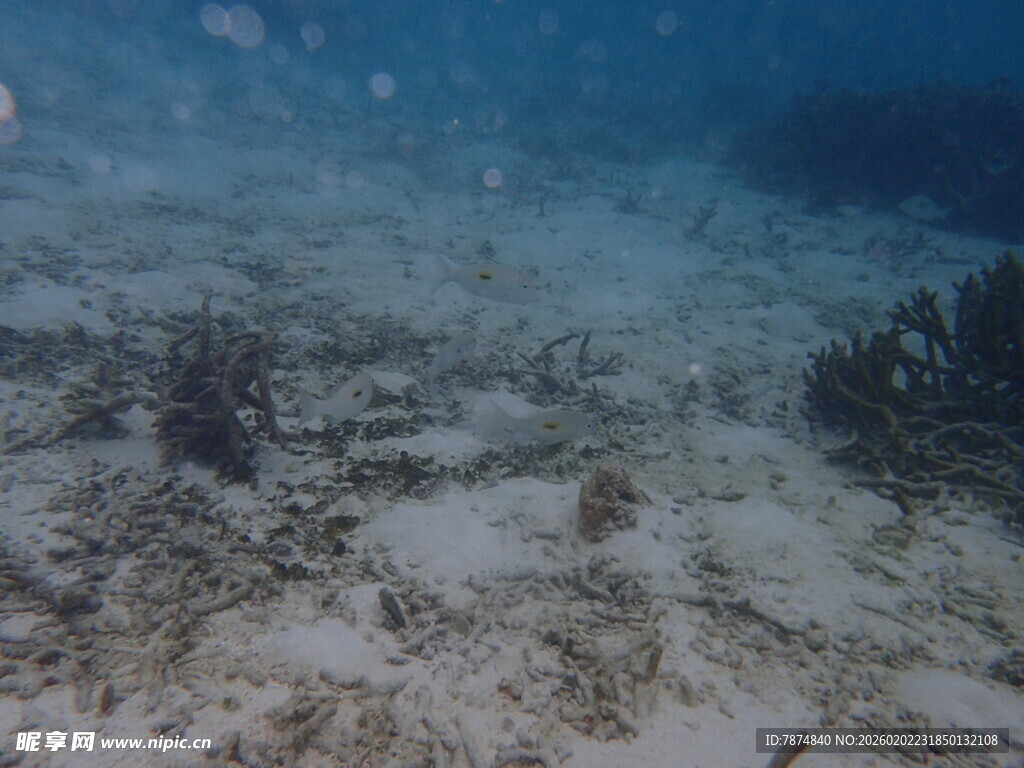 海底珊瑚礁景观