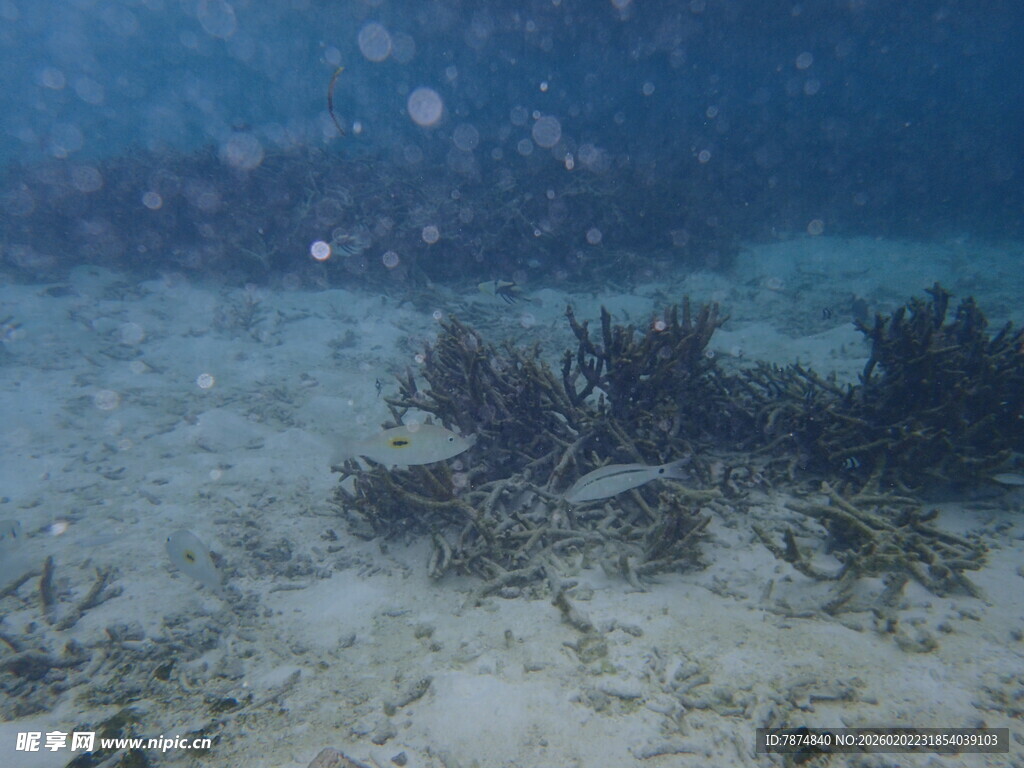 海底珊瑚景观