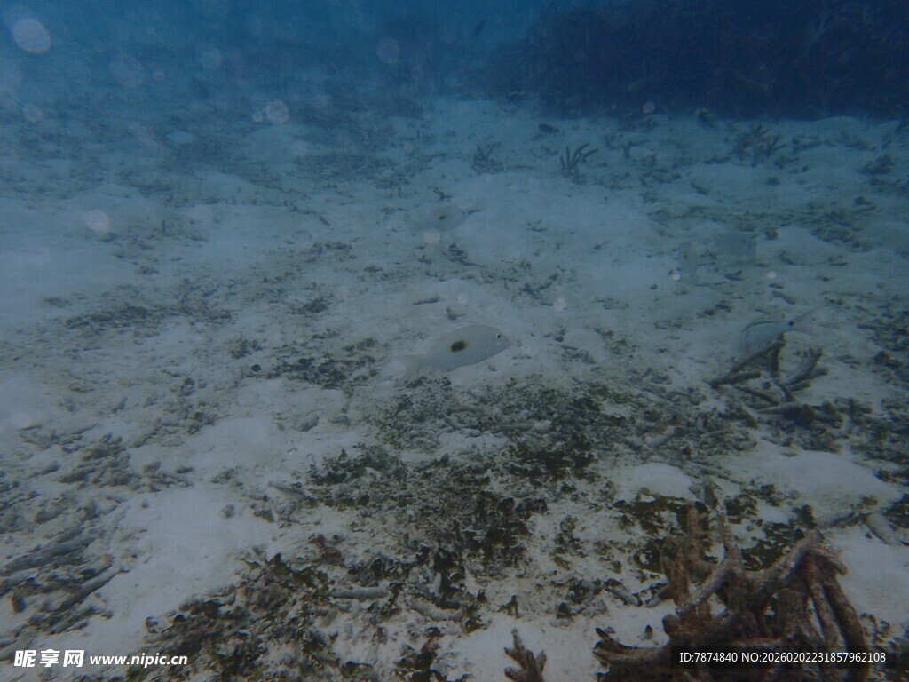 海底景象 沙石与海草