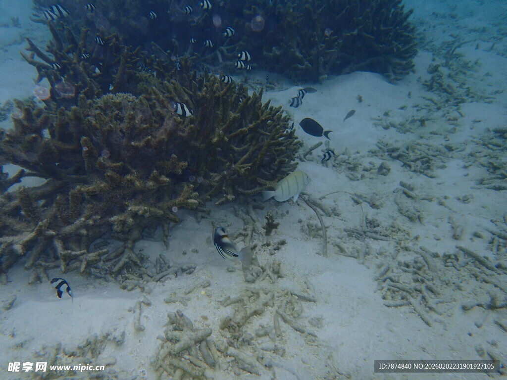 海底珊瑚与小鱼景观